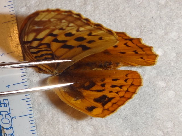 Speyeria cybele (aberration 3) Internet Image property of respective owner, non-commercial use only